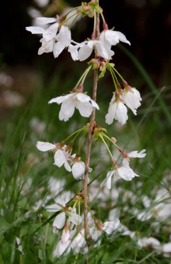 Çim - 2 dokunmadan ağlayan kiraz Şubesi