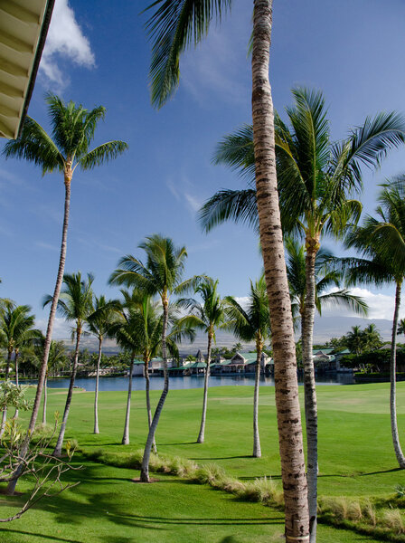 Пальмы отделяют поле для гольфа от курортных газонов в Вацлаве
