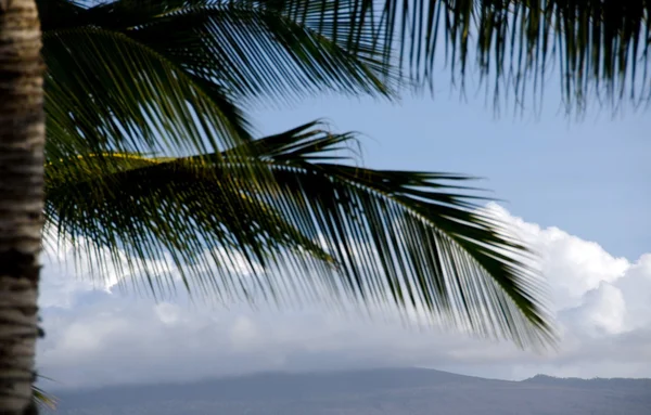 Palmkvistar ram mauna kea — Stockfoto
