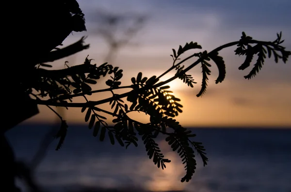 Árbol de brach resaltado al atardecer en la playa de Anaeho 'omalu —  Fotos de Stock