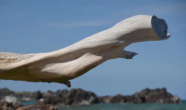 Ramo de madeira seca branca enquadrando rochas de lava na Praia 69 — Fotografia de Stock