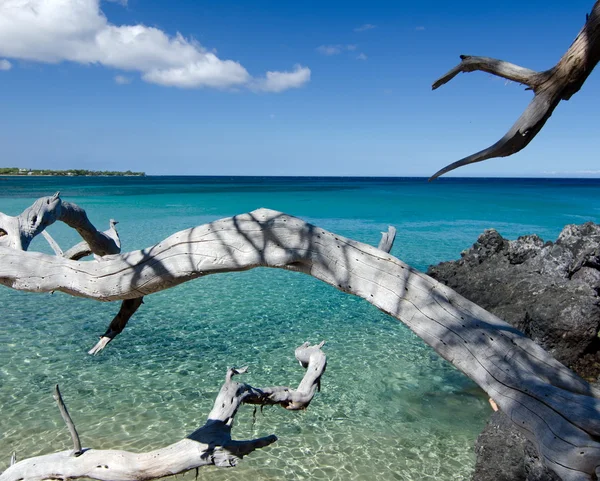 White dry wood branches reaching lava rocks at Beach 69, — Stock Photo, Image