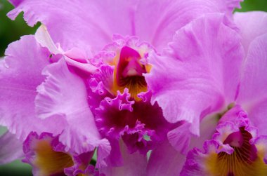 Beyaz ve Pembe orkide volkan park yakınındaki bir sera içinde