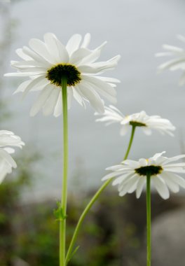 The other side of daisies in Discovery Park  clipart