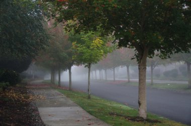 Redmond sakin sokakta sonbahar siste