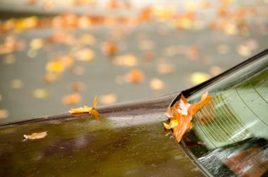 Awet ön cam sarı yapraklarda