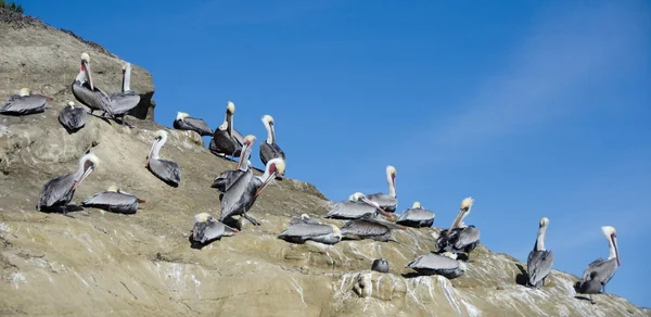 Perfect line of pelicans on rocks at Point La Jolla — Stock Photo, Image