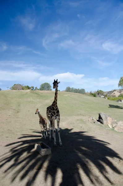 Giraffes family hiding in shadows of palm tree in a safari park