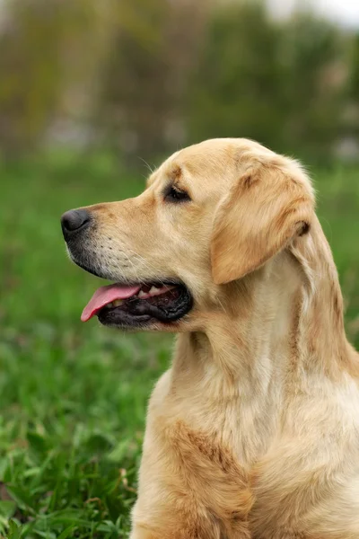 O cachorro Golden Retriever — Fotografia de Stock