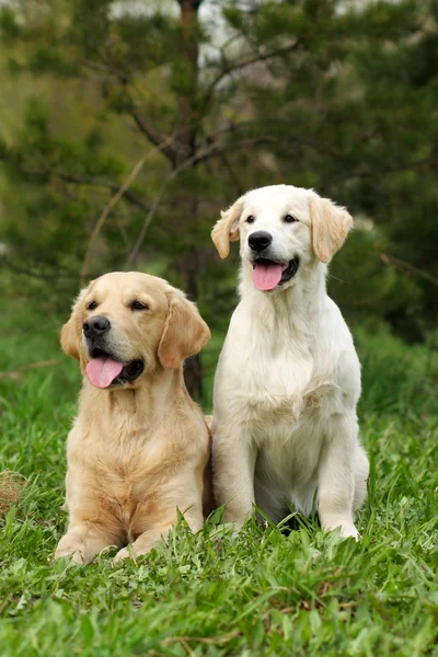 Dwóch psów Golden Retriever — Zdjęcie stockowe