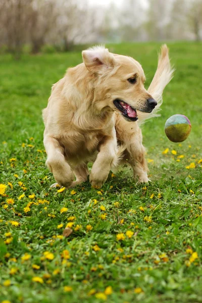 Golden Retriever играет — стоковое фото