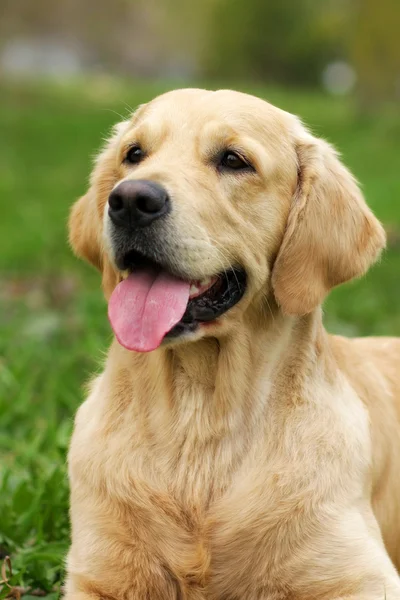 Happy dog Golden Retriever — Stock Photo, Image