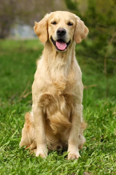 Happy dog Golden Retriever — Stock Photo, Image