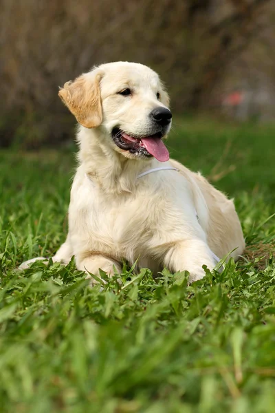 The puppy Golden Retriever — Stock Photo, Image