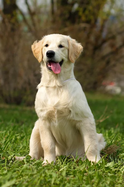 Golden Retriever köpek yavrusu — Stok fotoğraf