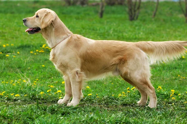 Perro Golden Retriever se para — Foto de Stock