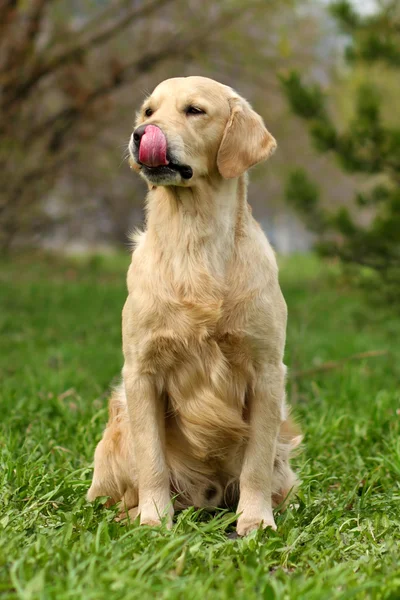 Golden Retriever köpek dudaklarını yalıyor