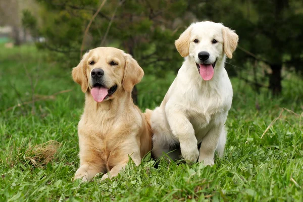 Twee gouden retriever — Stockfoto