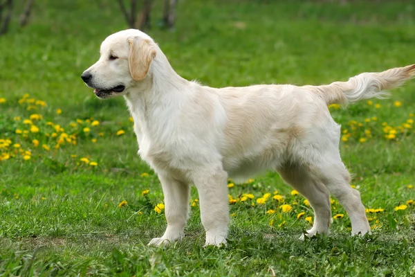 O cachorro Golden Retriever — Fotografia de Stock