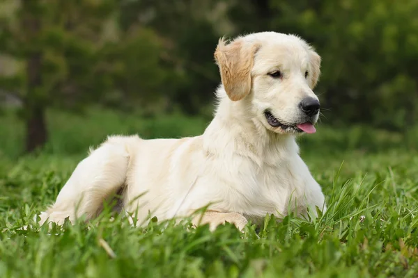 Szczeniak Golden Retriever — Zdjęcie stockowe