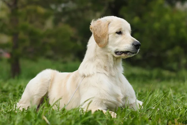 Golden Retriever cachorro — Foto de Stock