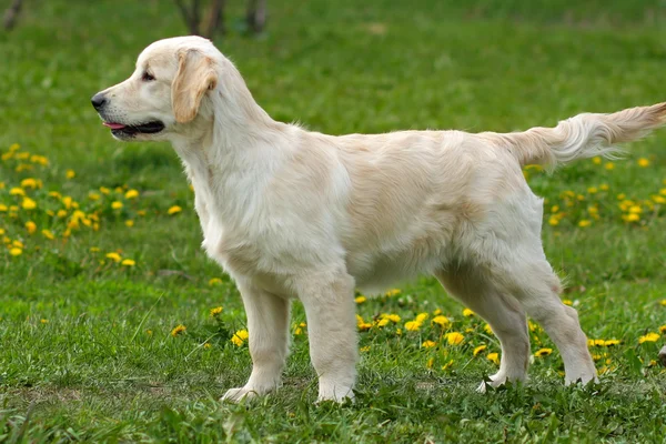 El cachorro Golden Retriever — Foto de Stock