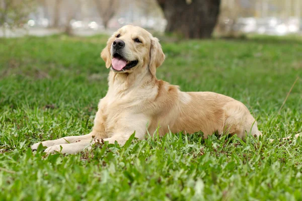 幸せな犬ゴールデンレトリバー — ストック写真