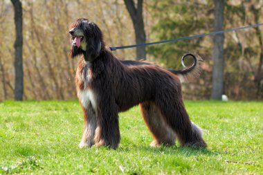 köpek doğurmak Afgan Tazısı standları