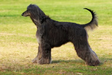 yana doğru köpek doğurmak Afgan Tazısı standları