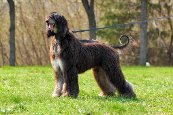 köpek doğurmak Afgan Tazısı standları