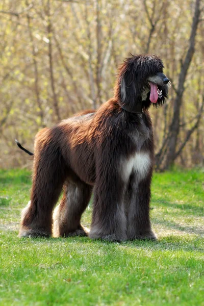 Raça cão Afghan Hound stands — Fotografia de Stock