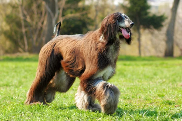 Perro Afghan Hound corre — Foto de Stock