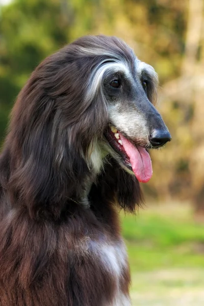 Köpek Afgan Tazısı