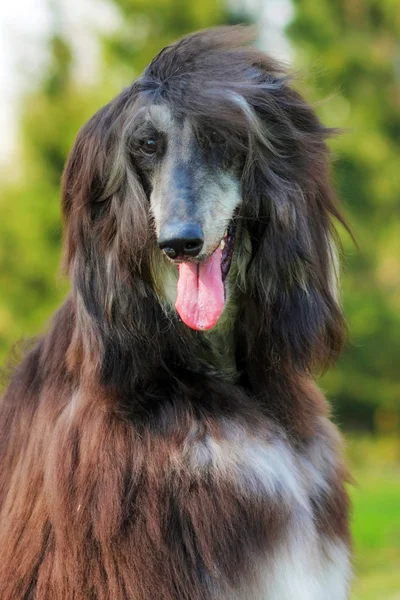 Perro feliz perro afgano — Foto de Stock