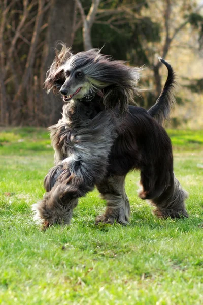 Hund Afghanhund körs — Stockfoto