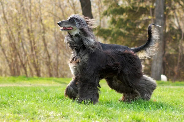 Bonito Afghan cão cão de caça corre — Fotografia de Stock