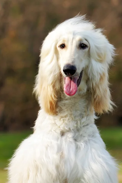 Chien Chien Afghan Hound — Photo