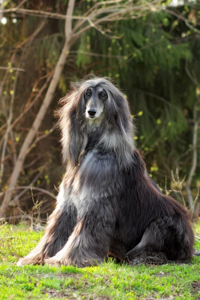 Cão Afghan Hound sentado — Fotografia de Stock