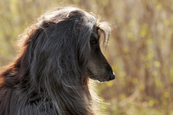 Beau chien de chasse afghan — Photo