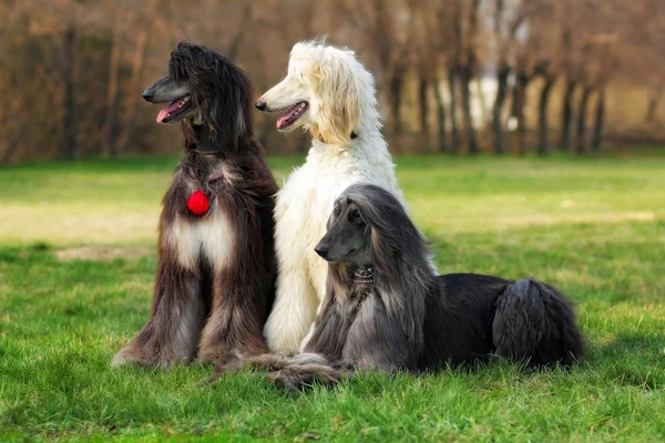 3 匹の犬繁殖アフガン ・ ハウンド — ストック写真