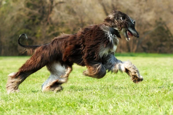 走っている美しいアフガン ・ ハウンド犬 — ストック写真