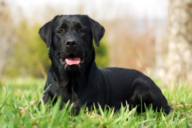 mutlu köpek Labrador geri almak