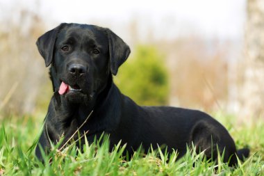 komik Siyah labrador