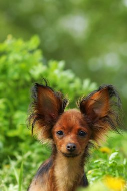 Dekoratif köpek Rusya