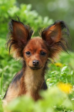 Dekoratif köpek Rus oyuncak korkunç