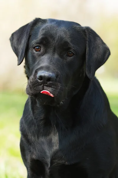 Fekete Labrador kan nyalogatja a száját — Stock Fotó