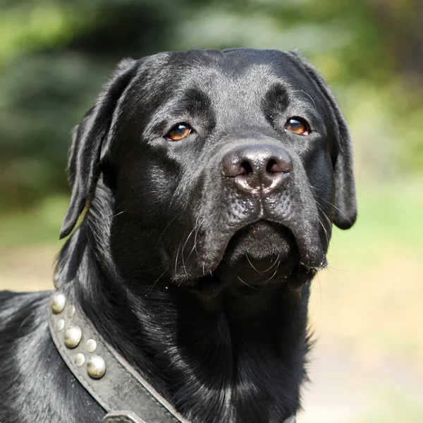 Hund svart Labrador — Stockfoto