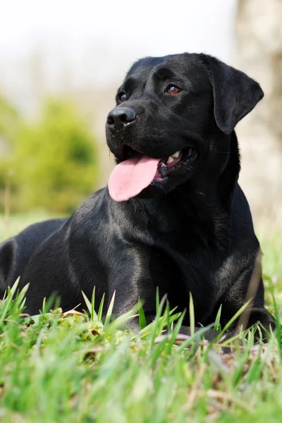 Güzel siyah Labrador çim yalan — Stok fotoğraf