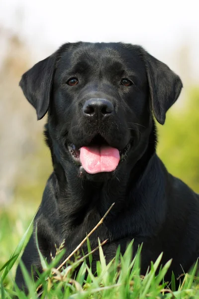 Svart hund labrador — Stockfoto