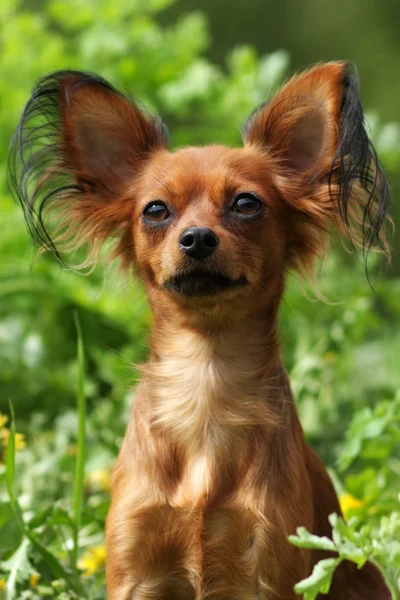 Decorative dog Russian Toy Terrier — Stock Photo, Image